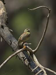 Image result for Emberiza cirlus