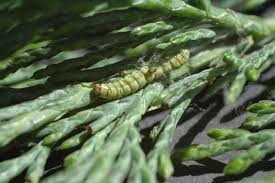 Attēlu rezultāti vaicājumam “Gelechia scotinella”