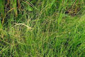 Attēlu rezultāti vaicājumam “Glyceria lithuanica”