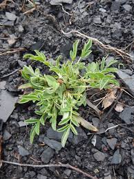 Attēlu rezultāti vaicājumam “Anthyllis arenaria”