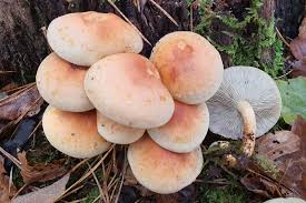 Attēlu rezultāti vaicājumam “Hypholoma lateritium”