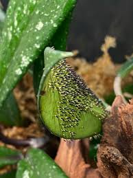 Attēlu rezultāti vaicājumam “Diachea muscorum”