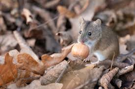 Attēlu rezultāti vaicājumam “Sicista betulina”