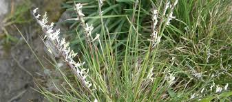 Attēlu rezultāti vaicājumam “Nardus stricta flower”