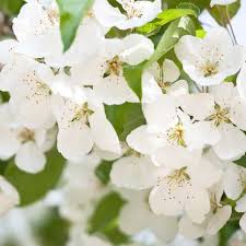 Attēlu rezultāti vaicājumam “Prunus avium flower”