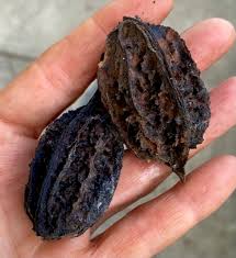 Attēlu rezultāti vaicājumam “Juglans cinerea”