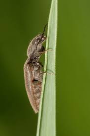 Attēlu rezultāti vaicājumam “Athous sp.”