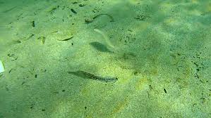 Image result for Solea solea