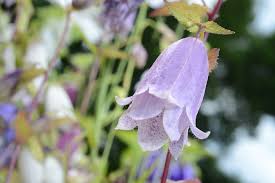 Image result for Glockenblumen