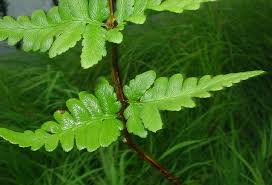 Attēlu rezultāti vaicājumam “Dryopteris cristata”