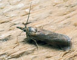 Attēlu rezultāti vaicājumam “Hypochalcia ahenella”