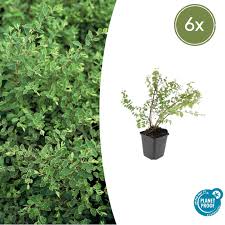 Attēlu rezultāti vaicājumam “Symphoricarpos x chenaultii”