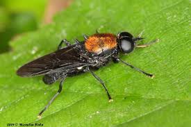 Attēlu rezultāti vaicājumam “Clitellaria ephippium”