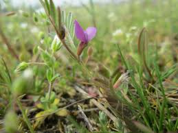 Attēlu rezultāti vaicājumam “Vicia lathyroides leaf”