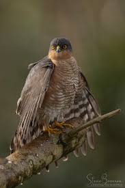 Attēlu rezultāti vaicājumam “Accipiter nisus female”