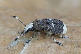 Attēlu rezultāti vaicājumam “Platystomos albinus”