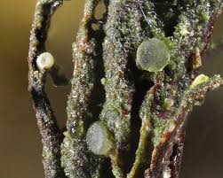 Attēlu rezultāti vaicājumam “Coenogonium pineti”