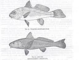 Image result for Menticirrhus saxatilis