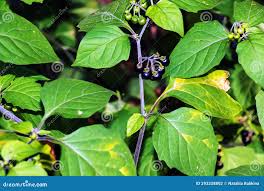 Attēlu rezultāti vaicājumam “Solanum nigrum leaf”