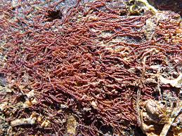 Attēlu rezultāti vaicājumam “Nowellia curvifolia sporophyte”