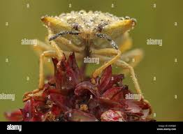 Attēlu rezultāti vaicājumam “Carpocoris sp.”