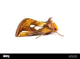 Attēlu rezultāti vaicājumam “Plusia festucae”