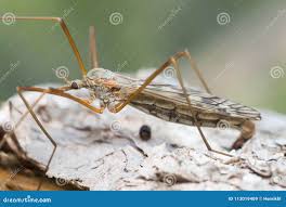 Attēlu rezultāti vaicājumam “Tipulidae female”