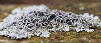 Attēlu rezultāti vaicājumam “Physcia aipolia”