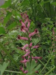 Image result for Fumaria officinalis