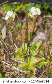 Attēlu rezultāti vaicājumam “Pinguicula alpina”