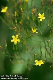 Attēlu rezultāti vaicājumam “Mycelis muralis flower”