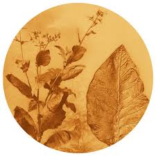 Attēlu rezultāti vaicājumam “Nicotiana tabacum leaf”