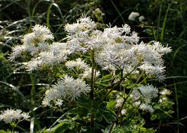 Attēlu rezultāti vaicājumam “Thalictrum aquilegifolium leaf”