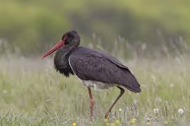 Attēlu rezultāti vaicājumam “Ciconia nigra adult”