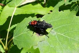 Attēlu rezultāti vaicājumam “Clitellaria ephippium”