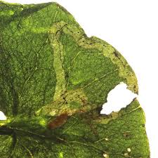 Attēlu rezultāti vaicājumam “Phytomyza ranunculi”