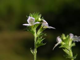 Image result for Euphrasia stricta
