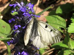 Attēlu rezultāti vaicājumam “Parnassius mnemosyne underside”