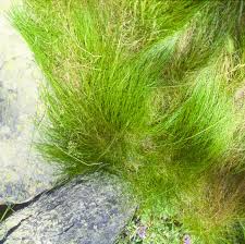 Attēlu rezultāti vaicājumam “Festuca rubra subsp. rubra leaf”