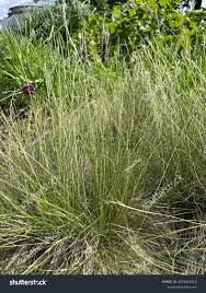 Attēlu rezultāti vaicājumam “Nardus stricta flower”