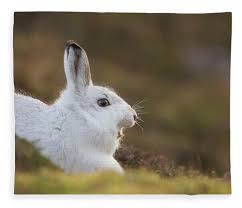 Attēlu rezultāti vaicājumam “Lepus timidus”