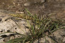 Attēlu rezultāti vaicājumam “Carex digitata fruit”
