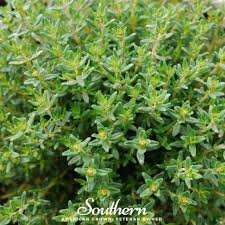 Image result for Thymus vulgaris