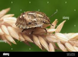 Attēlu rezultāti vaicājumam “Eurygaster testudinaria nymph”
