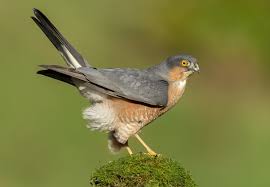 Attēlu rezultāti vaicājumam “Accipiter nisus male”