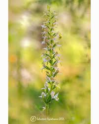 Attēlu rezultāti vaicājumam “Platanthera chlorantha”