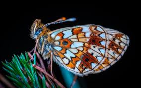 Attēlu rezultāti vaicājumam “Boloria eunomia”