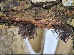 Attēlu rezultāti vaicājumam “Stemonitis virginiensis”