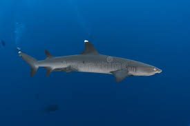 Image result for Triaenodon obesus