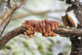 Attēlu rezultāti vaicājumam “Hypocreopsis lichenoides”